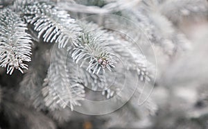 close up on snowy fir branches Christmas background