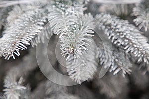 close up on snowy fir branches Christmas background
