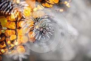 close up on snowy fir branches Christmas background