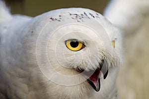 Close up of a Snowy Ol with his beak open