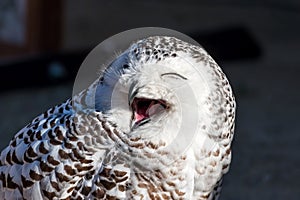 Close up of snowy owl