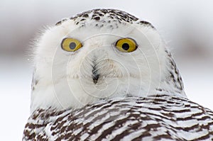 Close-up of a snowy owl