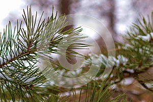 Close-up of snowy pine branches in a winter park on a blurred background