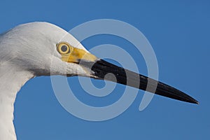 Close up of snowy white egret head with yellow breeding markings