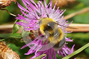 Close-up of the soaring yellow-black Caucasian bumblebee Bombus