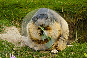 Close-up of a sociable marmot