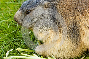 Close-up of a sociable marmot