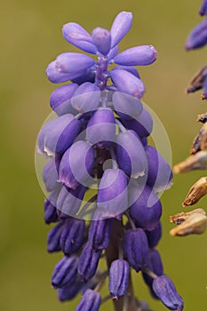 Close up of the soft blue flowers of the Italian or Compact Grap