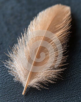 Close-up of a soft, feathery bird feather photo