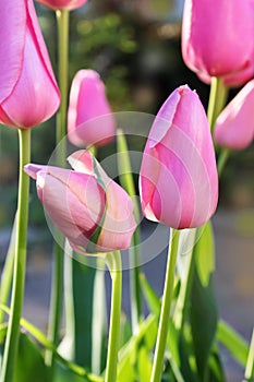 Close-up of soft focus of beautiful pink tulips growing outside in spring with bokeh background