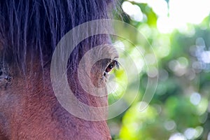 Soft focus eye of brown horse , animal face background