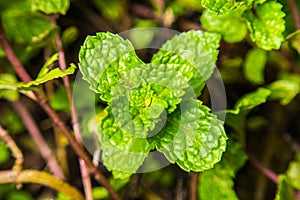 Close-up soft focus mint leaves background