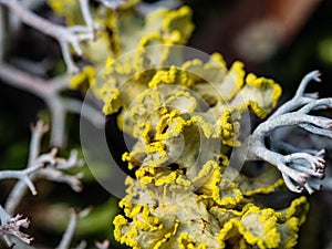 Close up soft focus photo of yellow lichen