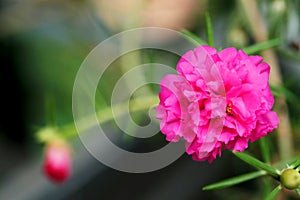Close up and soft focus of pink Rosemoss flower in green garden background.