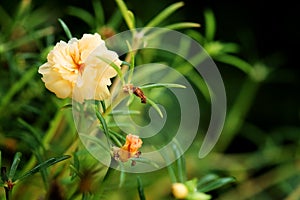 Close up and soft focus of pink Rosemoss flower in green garden background. photo