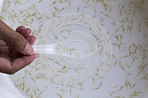 Close up and soft focus of post larva shrimp Litopenaeus vannamei in a sampling spoon