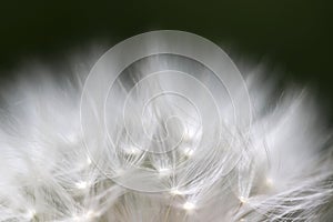 Close-up of a soft, gentle faded dandelion