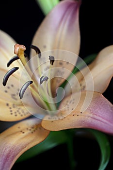 Close up of the soft petals of the Tiger Lily