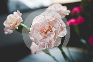 Close-up of a soft pink carnation photo