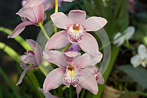 Close up of a soft pink orchid cymbidium.