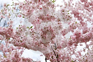 Close up of soft pink Prunus Accolade flowers.
