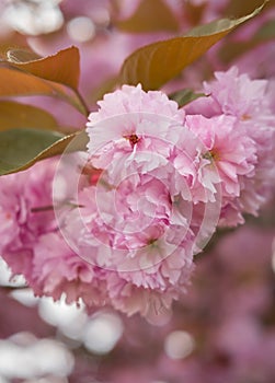 Close up of soft pink Prunus Accolade flowers in spring. Japanesse cherry Kanzan also known as East asian cherry photo