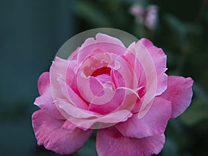 Close-up of a soft pink rose flower with unfurled petals on a dark green background