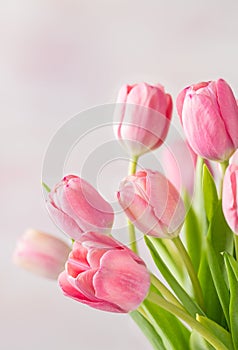 Close-up of Lovely Pink Tulips