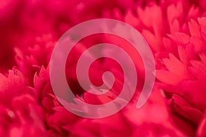 Close up of soft red petal of flower , selective focus. flower texture and background