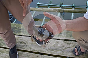 Close up Soft shell crab in hand and in box with old crab shell