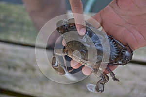 Close up Soft shell crab in hand and in box with old crab shell