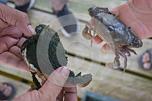 Close up Soft shell crab in hand and in box with old crab shell