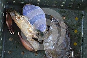 Close up Soft shell crab in hand and in box with old crab shell