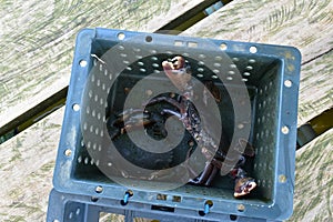 Close up Soft shell crab in hand and in box with old crab shell