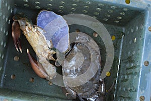 Close up Soft shell crab in hand and in box with old crab shell