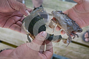 Close up Soft shell crab in hand and in box with old crab shell