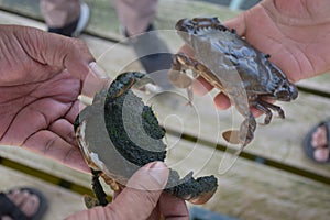 Close up Soft shell crab in hand and in box with old crab shell