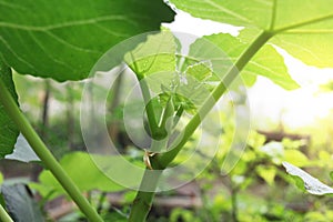 Soft leaves of fig tree.