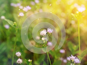 Close up soft violet flower grass photo