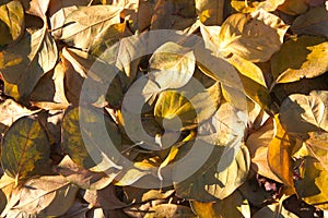 Close-up of soil covered with dry leaves in autumn