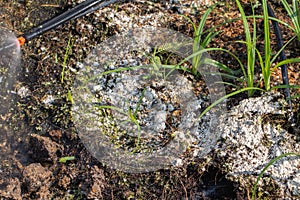 Soil fungus in the garden