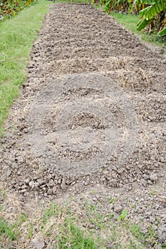 Soil preparation for sowing vegetable in field agricultur photo