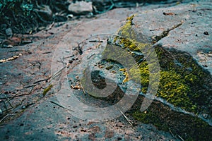 Close-up of soil with stones and moss