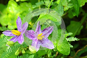 The close up of Solanum indicum L. flower,