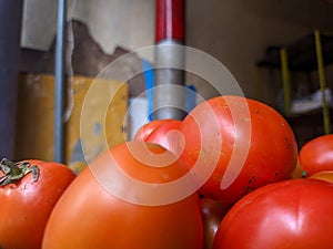 A close up of Solanum lycopersicum or tomato