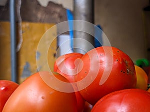 A close up of Solanum lycopersicum or tomato