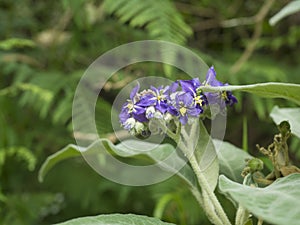 De cerca Salvaje tabaco flor en el momento de la floración de hojas verdes selectivo concentrarse 