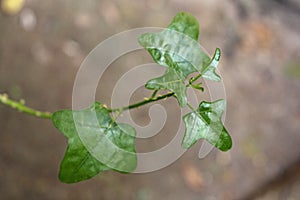 The close up of Solanum trilobatum