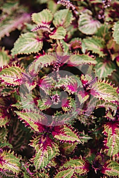 Close up on solenostemon leaf, top view