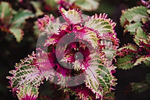 Close up on solenostemon leaf, top view